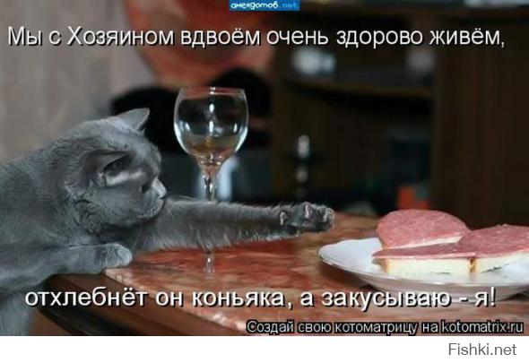 Коты, которых поймали на горячем