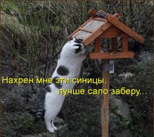 Коты, которых поймали на горячем