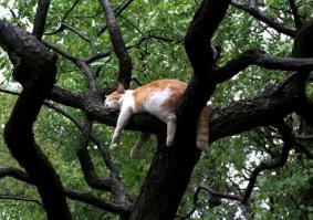 25 самых странных поз, в которых спят коты