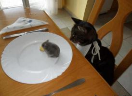 Мыши тоже охамели...