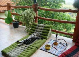 25 самых странных поз, в которых спят коты