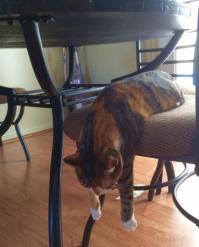 25 самых странных поз, в которых спят коты