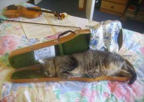 25 самых странных поз, в которых спят коты