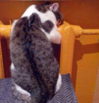25 самых странных поз, в которых спят коты