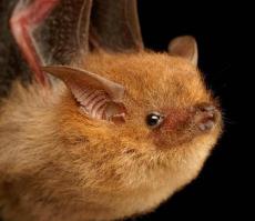 этот такая няша)))