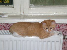 А это наш - нашли 4 года назад в парадной за батареей. За это время батареи любить не перестал, но наглой рыжей мордой вырос. =)