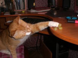 А это наш - нашли 4 года назад в парадной за батареей. За это время батареи любить не перестал, но наглой рыжей мордой вырос. =)