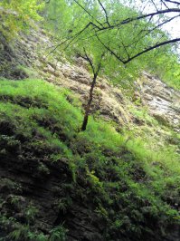 Друзья мои!
Несколько слов в защиту Республики Адыгея!

Я родился и вырос на этой благословенной земле. И хоть волею судьбы долгое время живу в другом регионе, я ни на день и ни на час не забывал откуда я. Езжу туда ежегодно, бываю во многих местах. И хочу сказать.
Не будем говорить о советской эпохе, ибо это история и история для помнящих благожеланная, история нашего детства. Во все же годы постсоветского безумия 90-х, разрушительно либералистических 2000-х, Адыгея была островком мира и спокойствия. Люди гостеприимны и добродушны. И к гостям особенно.бесконечно прекрасная природа, вне сомнений и обсуждений. И поверьте, я помню ещё времена, когда из под крана в Майкопе текла чистейшая артезианская природная вода. И сейчас я приезжаю в Майкоп и пью воду не боясь отравится или заболеть.
Но что ВНЕ КОНКУРЕНЦИИ так это адыгейская кухня. Ни одна кухня мира не сравнится с ней. Уверяю вас, друзья, кто не пробовал, обязательно попробуйте. Только хочу предупредить сразу, то что продают в регионах, в частности в Москве под видом адыгейского сыра, это дешёвый химический суррогат ничего общего с Настоящим Адыгейским сыром не имеющий. А настоящую Адыгейскую кухню, можно попробовать только в Адыгее, в аулах, либо в Майкопе, кафе "НАРТ". 
Я помню времена, когда Адыгея Кормила регионы России мясом крупного рогатого скота, когда Адыгея гордилась своими сельхозугодьями, когда работали заводы (Точрадиомаш-известный своей продукцией в военной и автомобильной промышленности, Деревообрабатывающий завод известный своей продукцией даже за границей и мн. др.). Туристическое направление. Люди могли без страха и проблем приехать отдохнуть, горы, озёра, реки, источники, пещеры. Уверяю при должном уходе и определённом менеджменте никакой Куршавель рядом не стоял.
Другое дело состояние Адыгеи сегодня, его экономика,фактическое отсутствие промышленности, страх и боязнь бизнеса и инвесторов, с коими я общаюсь немало. Это уже вопросы к нынешнему руководству.
Ну и в подтверждение к сказанному, смотрите любуйтесь, это РОССИЯ, это АДЫГЕЯ!