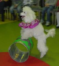 прям как собачки дрессированые