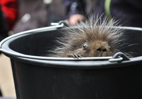 В глазах тут так и читается: "Да ну нах!"