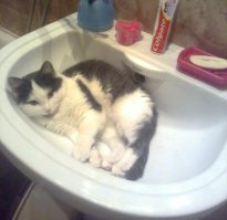  Ведро с сюрпризом