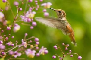 Сказочный полет