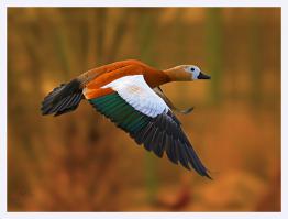 Сказочный полет