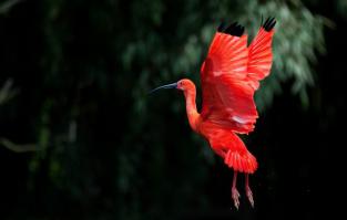 Сказочный полет