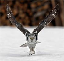 Сказочный полет