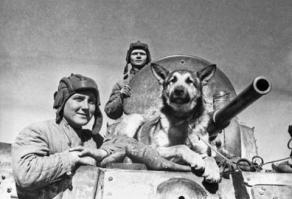 Нелегкая собачья работа в Афганистане