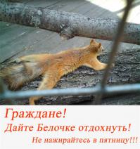 Милые и забавные тоже любят пятницу!