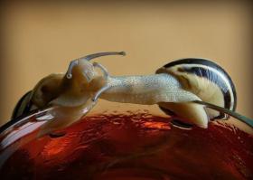 Всемирный день поцелуев