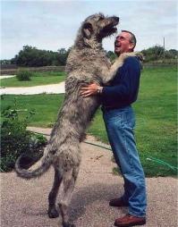 Этот как обнимет! Ирландский волкодав!