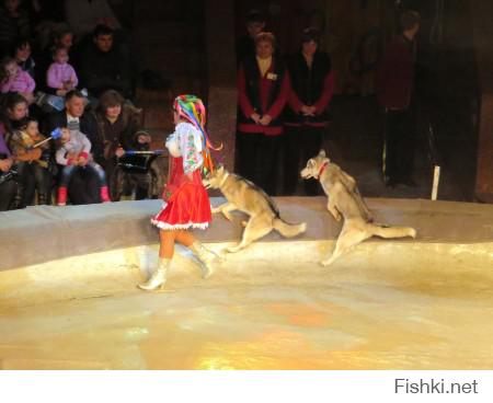 Медведь против волков 