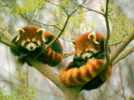 Этот милый зверек из семейства пандовых, называется "малая панда", в народе "красная", этот вид является оооочень дальним родственником большой панды, и ростом эта прелесть чуть больше кошки. =) И недавно где-то вычитала, что в мультфильме "Кунг-фу панда", мастер Шифу это тоже малая панда. Была удивлена )