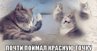 Увидели с мужем объявление "Заберите или помрет" 