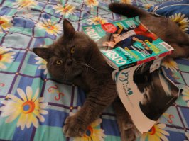 Застукала кота за чтением женского журнала!!!