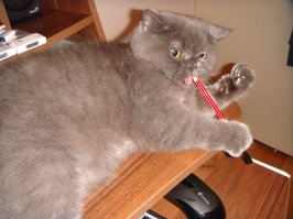 Мой кот на 100% уверен, что мои руки должны быть заняты только чесанием ЕГО величества - остальное чушь)))