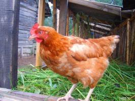 Бессмертные бабки