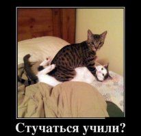 30 провинившихся питомцев