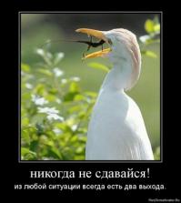 Демотиваторы 