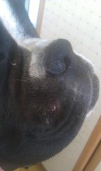 у нас регулярно с частного сектора сбегает алабай. чей пока не вычислили. так вот эта хрень огромная шастает по дворам и жрет всех собак, которых видит. вчера напал на нашего, без рыка, просто за секунду выскочив из темноты. у мужа от стресса видно совсем крыша улетела и он на этого алабая прыгнул и начал оттягивать. итог - вырвал нашего бокса за секунд десять, приказал бежать и сам держал тварь пока мы не скрылись. у собаки прокушена губа, шею спас шипованый ошейник. Вызывали милицию и мчс, все расписали, они сказали, что поехали искать его. в итоге через 30 минут позвонила насмерть испуганная знакомая, алабай бегает все на том же месте, никто не приехал. сегодня его видели на территории школы. продолжение следует(((
а нас с распухшей мордой и дико текущими глазами, видно цепанул какую-то хрень