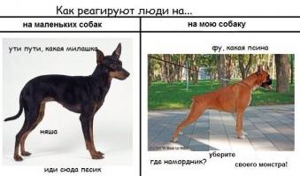 Обожаю как котов, так и собак))) 
Нашим котам всегда все умилялись, а вот с собакой сложнее))