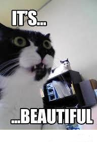 28 детенышей животных, которые напомнят вам, что мир прекрасен!