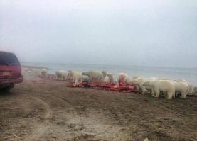 Такие няшки с виду, а на деле грозные хищники.