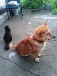 Дома живет кошка, Марта, (полностью - Восьмое Марта). Существо добродушное, как вязаный носок, забавное, но е.б.л.и.в.о.е. Короче, котят приносит регулярно. С собаками - полный дзен, даже едят из одной миски. Но когда она котят приносит... Ротвейлер по вольеру перемещается короткими перебежками, хотя собак крупный и боевитый, в прошлом году защищая жену двух боксеров испортил... совсем. Списали на самооборону, а второй собак, потомственный дворянин, как выяснилось, неплохо лазает по деревьям. На первом фото - Собственно, Восьмое Марта с Тяпой (это который по деревьям лазает), на втором - Арт (короткие перебежки по вольеру). Страшнее кошки-мамаши зверя нет...