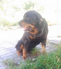 Дома живет кошка, Марта, (полностью - Восьмое Марта). Существо добродушное, как вязаный носок, забавное, но е.б.л.и.в.о.е. Короче, котят приносит регулярно. С собаками - полный дзен, даже едят из одной миски. Но когда она котят приносит... Ротвейлер по вольеру перемещается короткими перебежками, хотя собак крупный и боевитый, в прошлом году защищая жену двух боксеров испортил... совсем. Списали на самооборону, а второй собак, потомственный дворянин, как выяснилось, неплохо лазает по деревьям. На первом фото - Собственно, Восьмое Марта с Тяпой (это который по деревьям лазает), на втором - Арт (короткие перебежки по вольеру). Страшнее кошки-мамаши зверя нет...