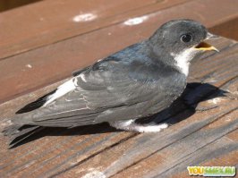 глупость полнейшая. вот стриж.