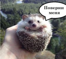 Путешественник ежик Бидди
