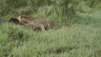 И это правда!