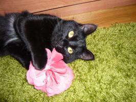 Милые и забавные животные