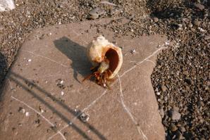 я только таких вылавливала