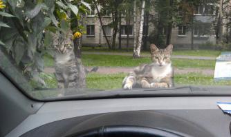 Ты не бойся, мы тебя небольно зарежем. Чик - и ты уже на небесах!