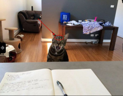 На 10-ом фото окрас обалденный....
Профессор Мариати???