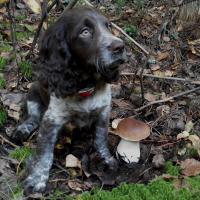 Пару дней назад со своей спаниелькой где-то в Костромской области.