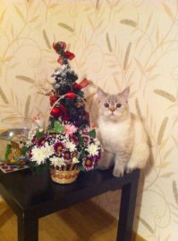 Мы третьи хозяева этого чуда, все от него отказывались в детстве, уже полтора года с нами!))