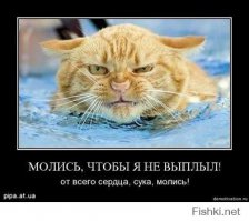 20 уморительных снимков, которые доказывают, что «животные» и «вода» - понятия несовместимые!