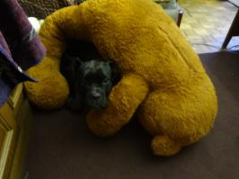 Чем занимаются собаки, когда хозяев нет дома )))