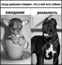   Собаки, которых уж точно можно считать лучшими друзьями человека