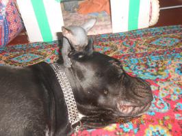 Не все кошки вредные хулиганы, но эти точно